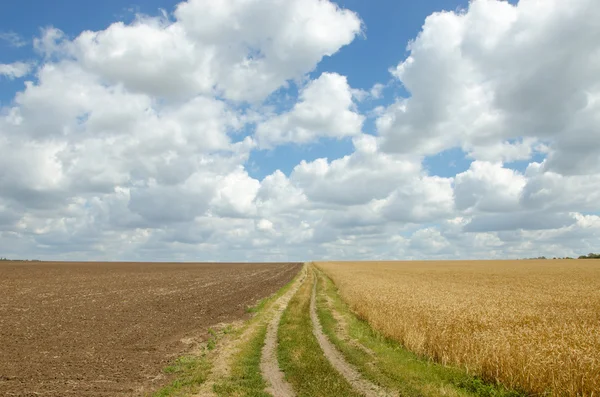 Estrada da aldeia no campo de trigo sob céu nublado . — Fotografia de Stock