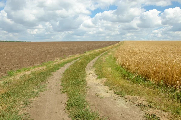 Estrada da aldeia no campo de trigo sob céu nublado . — Fotografia de Stock