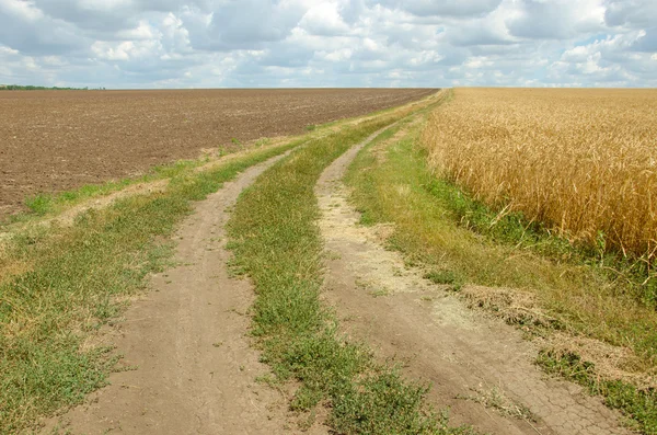 Estrada da aldeia no campo de trigo sob céu nublado . — Fotografia de Stock