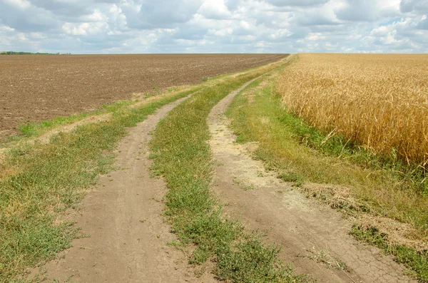 Estrada da aldeia no campo de trigo sob céu nublado . — Fotografia de Stock