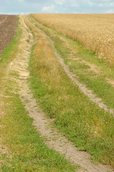 Estrada da aldeia no campo de trigo sob céu nublado . — Fotografia de Stock