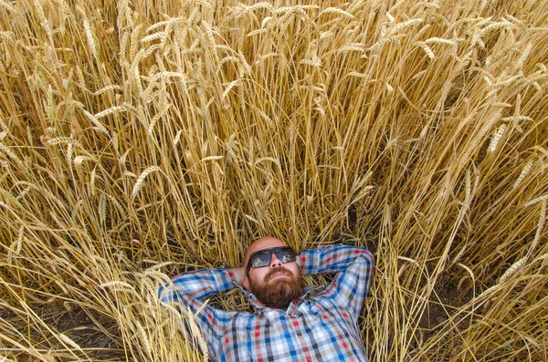 農家や毛のない流行に敏感なうそをつくし、小麦の分野でリラックス. — ストック写真