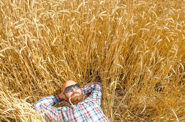Um fazendeiro ou hipster sem pêlos mentir e relaxar no campo de trigo . — Fotografia de Stock