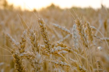 güzel kuru altın buğday kök yakın çekim.