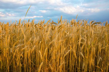 güzel kuru altın buğday kök yakın çekim.