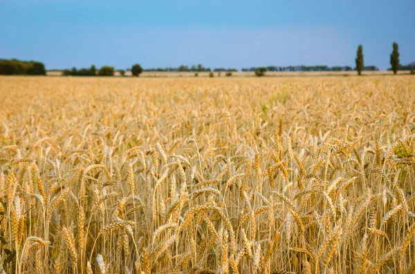 Paisagem de Verão com Campo de Trigo e Nuvens — Fotografia de Stock