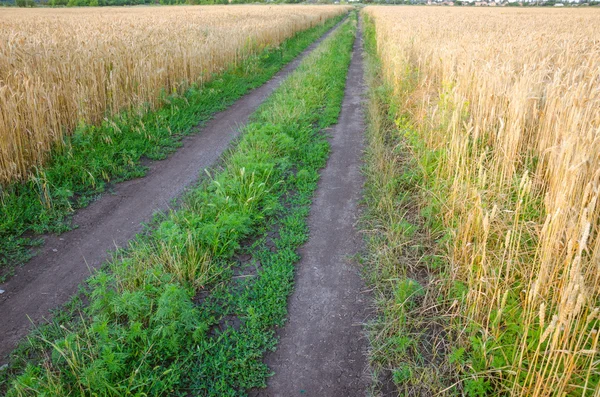 Estrada da aldeia no campo de trigo sob céu nublado . — Fotografia de Stock