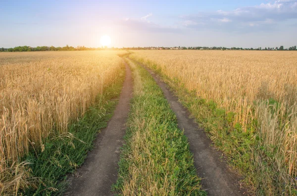Estrada no campo com trigo amarelo maduro . — Fotografia de Stock