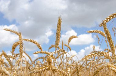 güzel kuru altın buğday kök yakın çekim.