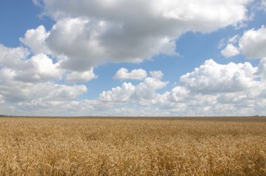 Buğday tarlası ve bulutlu yaz manzarası.
