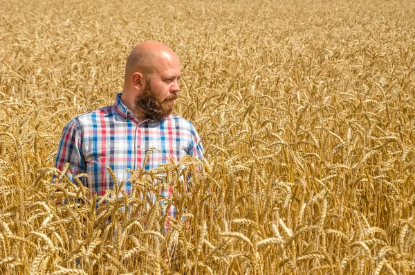 Agricultor sem pêlos com barba em pé peito profundo no campo de trigo . — Fotografia de Stock