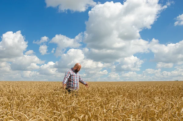 Agricultor ou agrônomo inspecionar a qualidade do trigo, época da colheita . — Fotografia de Stock