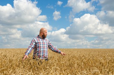 Çiftçi ya da Ziraat Mühendisi buğday kalitesini denetlemek, hasat zamanı.