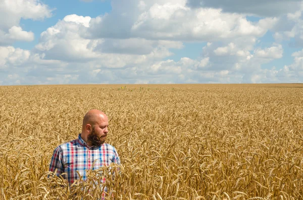 麦畑にひげ立って胸の深い毛農夫. — ストック写真