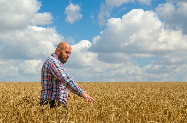 Haarloser Bauer mit Bart inspiziert reifes goldenes Weizenfeld am sonnigen Tag — Stockfoto