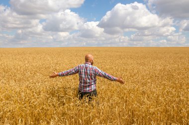 Mutlu tüysüz çiftçi handsup mavi gökyüzü için olgun buğday alanı sakallı. büyük hasat