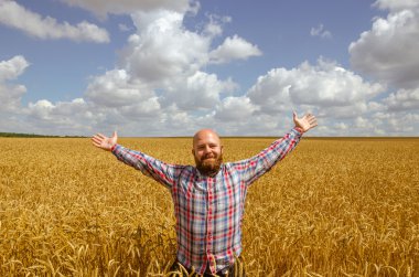 Mutlu tüysüz çiftçi handsup mavi gökyüzü için olgun buğday alanı sakallı. büyük hasat.