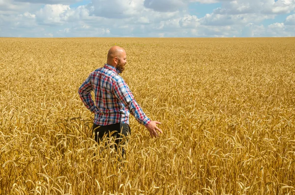 Agricultor sem pêlos com barba inspecionando campo de trigo dourado maduro no dia ensolarado . — Fotografia de Stock