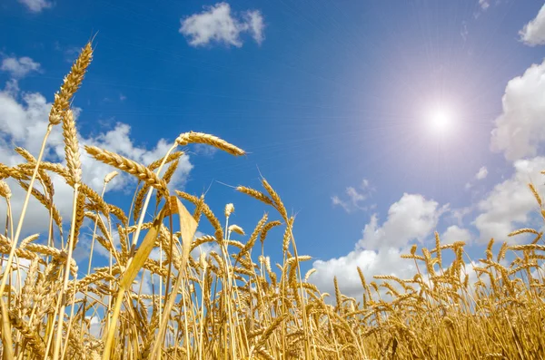 Moget vackra gyllene vetefält och solig dag. — Stockfoto