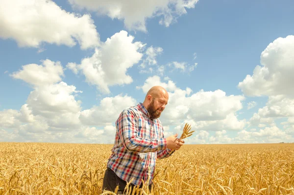 O homem tem um trigo maduro. Mãos de homem com trigo. Campo de trigo contra um céu azul. colheita de trigo no campo. trigo maduro closeup — Fotografia de Stock