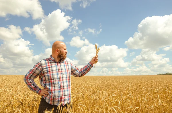 男は、熟した小麦を保持しています。小麦と男の手。青い空と麦畑。フィールドで小麦の収穫。熟した小麦のクローズ アップ — ストック写真