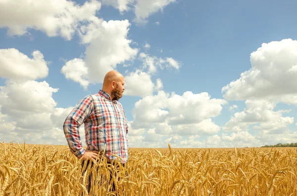 Feliz sorrindo bem sucedido caucasiano trinta anos de idade agricultor de pé orgulhoso na frente de seus campos de trigo . — Fotografia de Stock