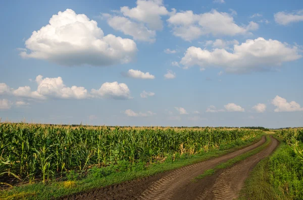Céu nublado azul sobre campo verde com estrada suja velha . — Fotografia de Stock