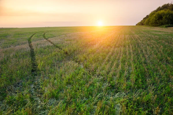 Nascer do sol sobre o campo verde com estrada que conduz através do campo . — Fotografia de Stock