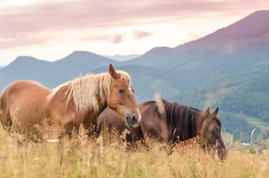 Karpatlar, Ukrayna Karpat manzara vahşi atları. Güzel gökyüzü