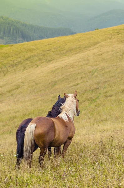 Dois cavalos em pé no campo e montanhas e olhar para a frente — Fotografia de Stock