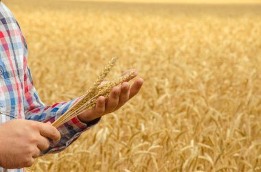 Adam olgun buğday tutar. Adam elleriyle buğday. Buğday alan bir buğday alanı karşı. buğday hasat alanında. Olgun buğday portre