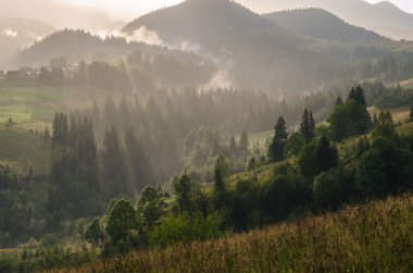 Sabah güneş ışığı Ladin ağaçlarında. Karpat Dağları. Ukrayna.