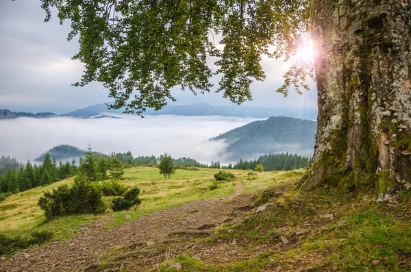 Karpat Dağları'nda güneş ışığı ile eski yalnız kayın. Güzel Ukrayna manzara.