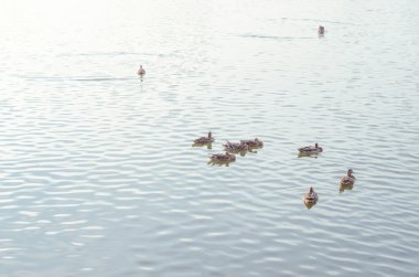 Nehirde bir ördek sürüsü var..