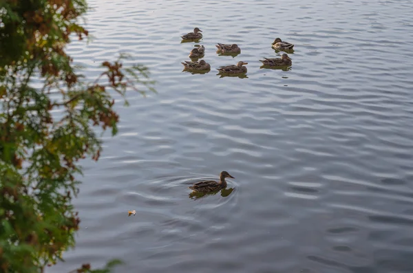 Nehirde bir ördek sürüsü var.. — Stok fotoğraf