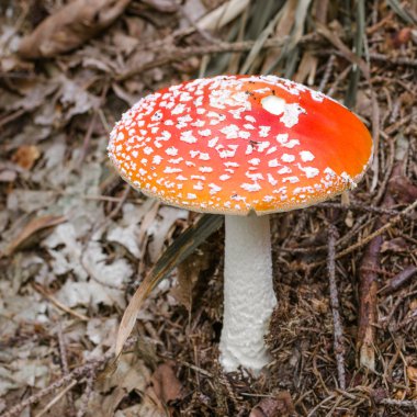 Amanita muscaria, a poisonous mushroom in a forest. clipart
