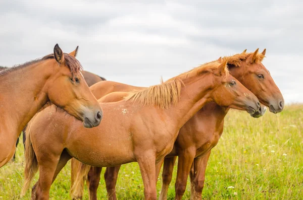 Cavalos selvagens nos Cárpatos, Ucrânia Paisagem dos Cárpatos . — Fotografia de Stock