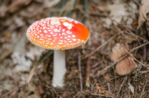 Amanita muscaria, trujący grzyb w lesie. — Zdjęcie stockowe