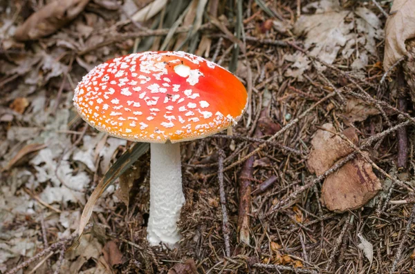 Amanita muscaria, jedovatá houba v lese. — Stock fotografie