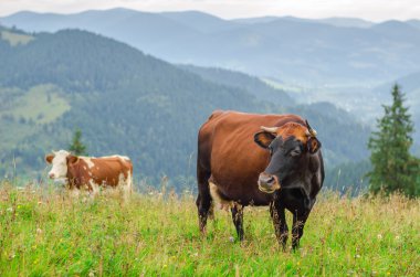 Arka plan olarak Dağları ile yeşil alan üzerinde ineklerin