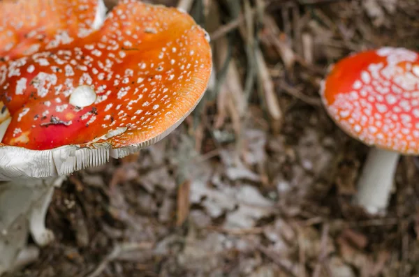 Amanita muscaria, en giftig svamp i skogen. — Stockfoto