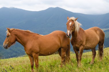 İki atı alan ve dağlar ve ileriye bakmak ayakta. Karpatlar, Ukrayna Karpat manzara vahşi atları