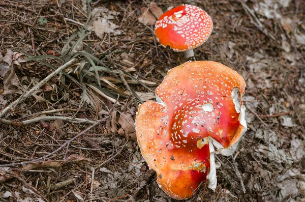 Amanita muscaria, trujące grzyby w lesie. — Zdjęcie stockowe