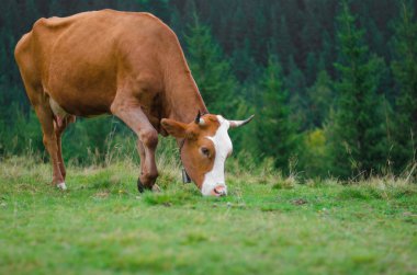 Dağları ile yeşil alan üzerinde duran ve çim yeme inekler. Karpatlar arka plan