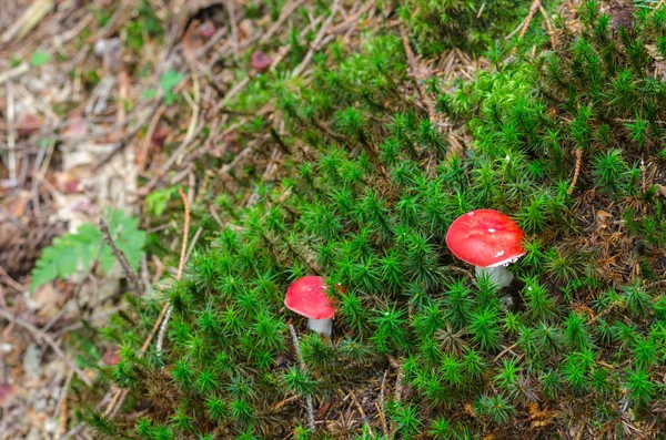 Молодая маленькая Amanita muscaria, ядовитые грибы в лесу . — стоковое фото