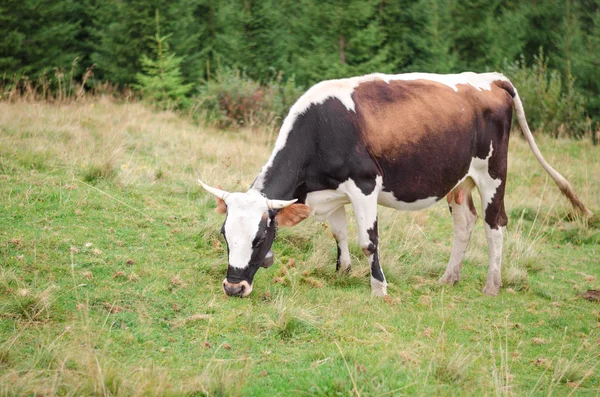 Koeien permanent op groene veld met bergen en het eten van gras. Achtergrond van de Karpaten Stockafbeelding