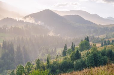 Sabah güneş ışığı Ladin ağaçlarında. Karpat Dağları. Ukrayna.