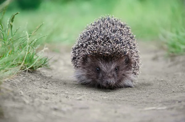 Igel auf dem Boden — Stockfoto