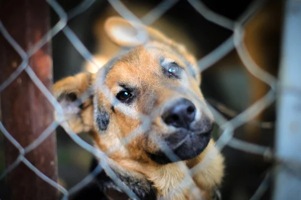 Cão em uma jaula — Fotografia de Stock