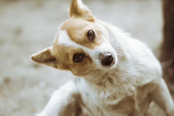 Funny red dog looks in the frame — Stock Photo, Image